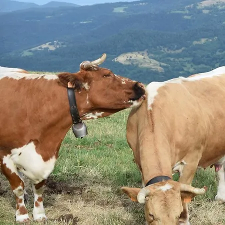 Maison De Style Individuelle Le Rouge Feigne A La Bresse
